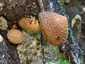 Tüskés tőkegomba (Pholiota squarrosa), Bakony